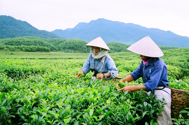 Vietnam urged to revitalise tea industry - 1