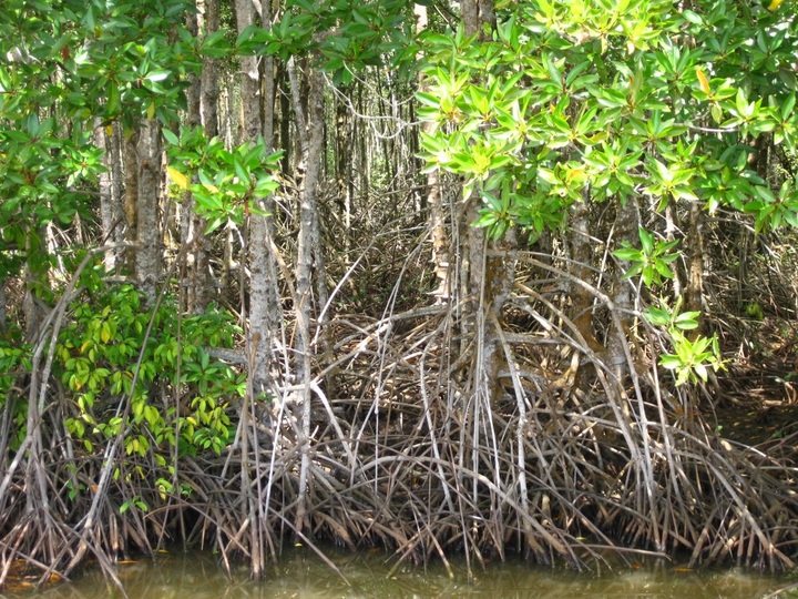 Tra Vinh plants mangrove to fight climate change - 1