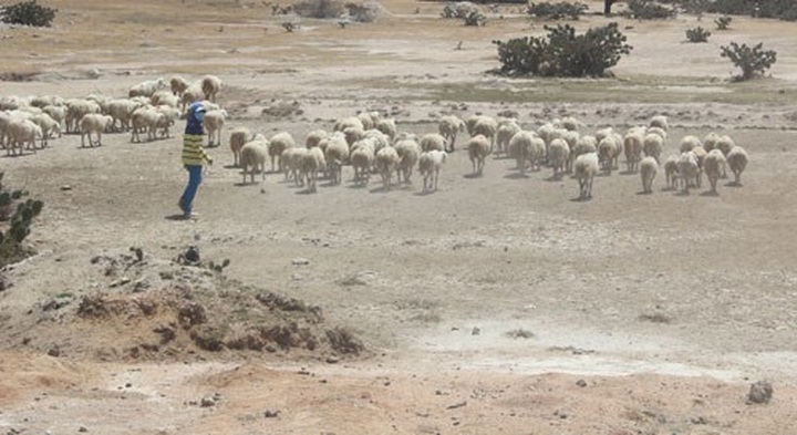 Vietnam’s central, southern regions in serious drought - 5