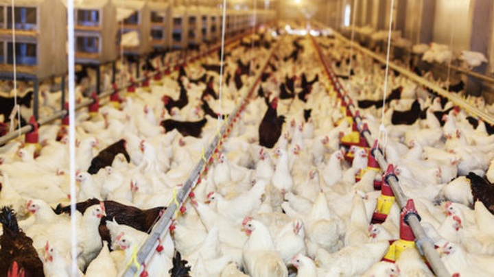 Vietnam halts poultry imports from avian flu hit US states - 1 Vietnam halts poultry imports from avian flu hit US states - 1