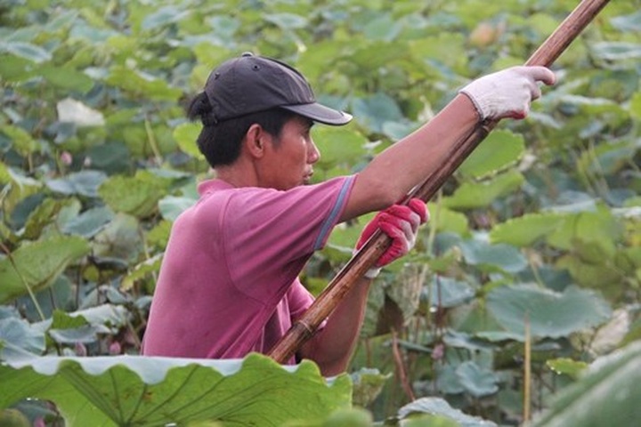 Hanoi’s lotus tea-making art - 5