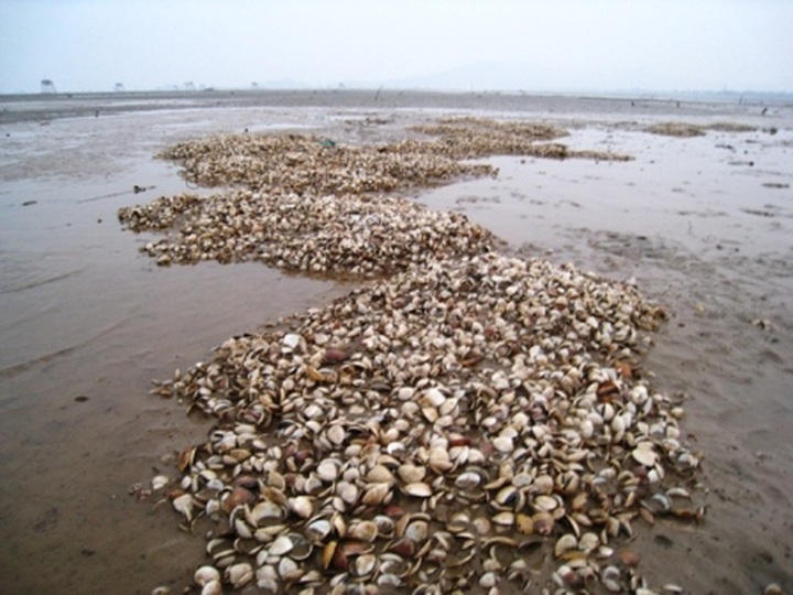 Massive blight leaves oysters in major debt - 2