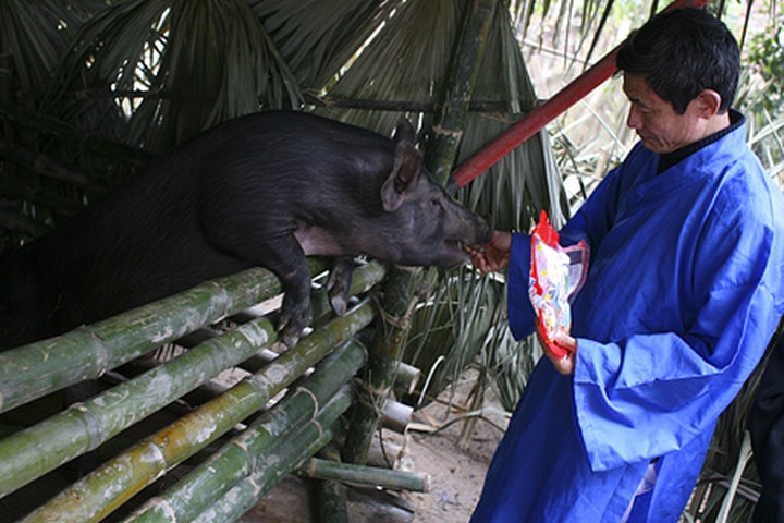 Pig hunting festival in Phu Tho Province - 1 Pig hunting festival in Phu Tho Province - 1