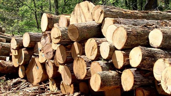 Vietnam, EU complete negotiations to boost legal timber trade - 1