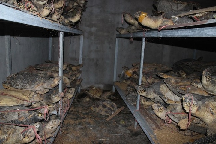 Shops in Khanh Hoa caught selling sea turtle shell - 6