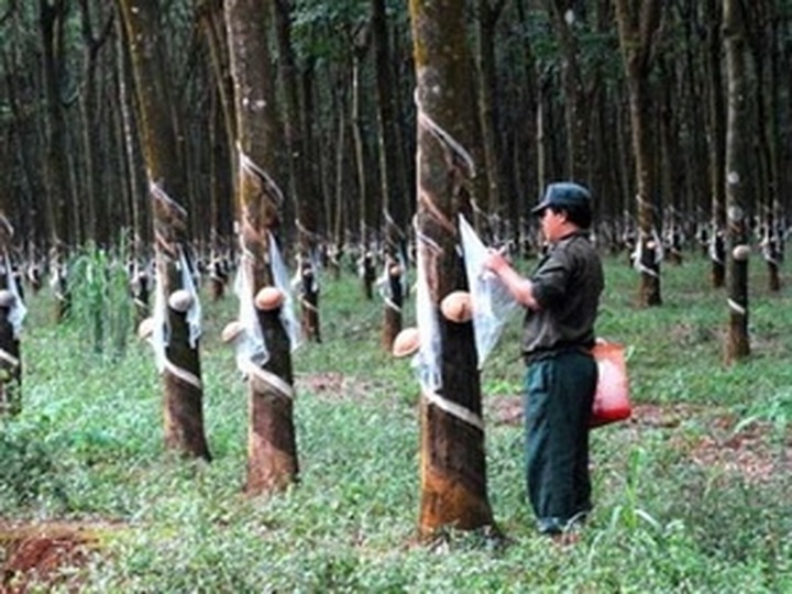 Vietnam leads Cambodian investment in 2011 - 1