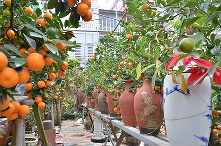 Tet trees in a jar win fans in Hanoi - 3 Tet trees in a jar win fans in Hanoi - 3