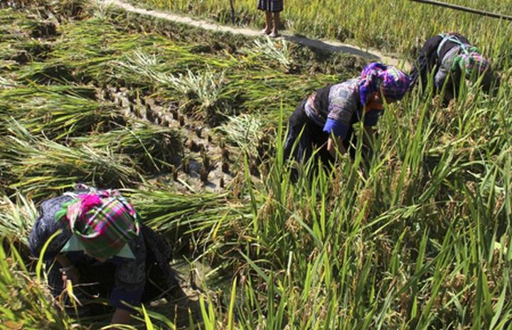 Farming competition at Mu Cang Chai terraced field - 2