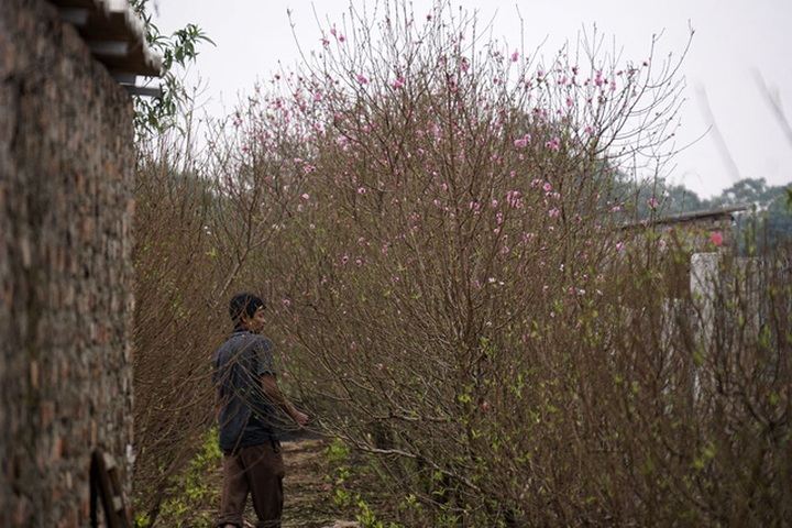 Peach growers prepare for Tet Holiday - 3 Peach growers prepare for Tet Holiday - 3