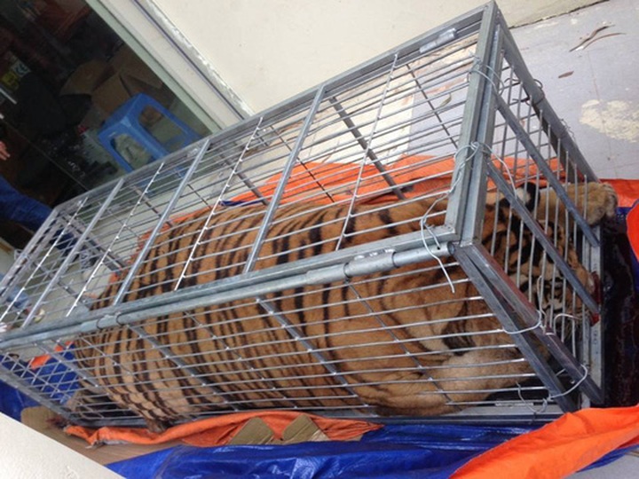 Five men arrested for tiger trading - 1
