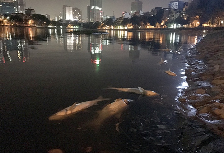 Tonnes of fish found dead in Hanoi lake - 1 Tonnes of fish found dead in Hanoi lake - 1