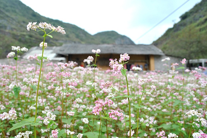Buckwheat flowers bloom in Ha Giang - 2