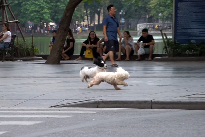 Unmuzzled dogs still found on Hanoi pedestrian streets - 2