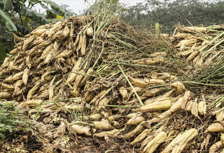 Daikon radishes dumped in Red River due to low prices - 5