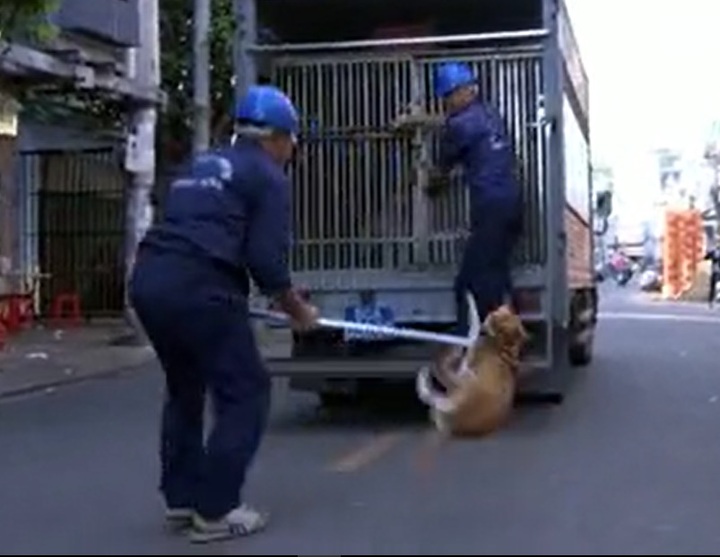 Controversy over HCM City dog hunting team - 1 Controversy over HCM City dog hunting team - 1