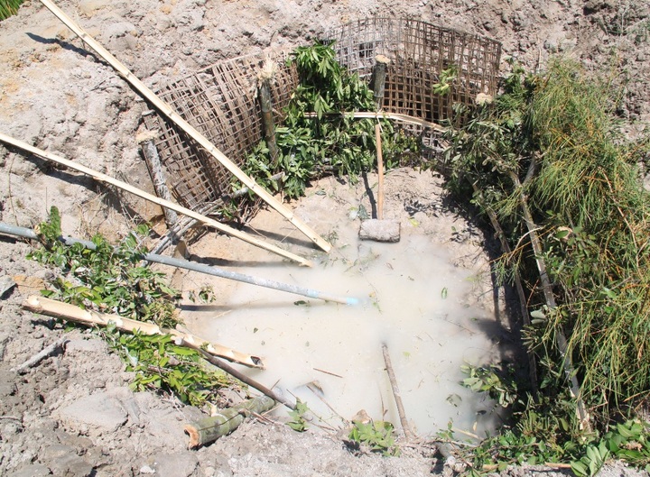 Farmers turn drought-ruined paddy over to cows - 2