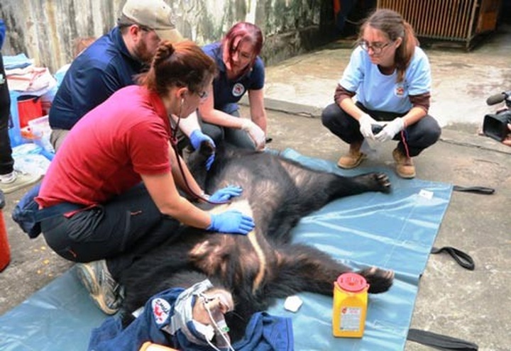 Three illegally-kept bears rescued in Ninh Binh - 1