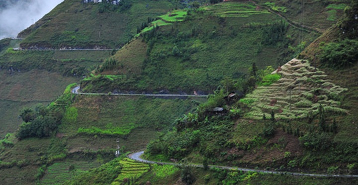 Dong Van stone plateau in buckwheat flower season - 1