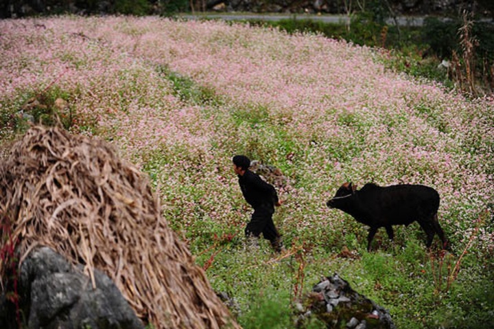 Dong Van stone plateau in buckwheat flower season - 3