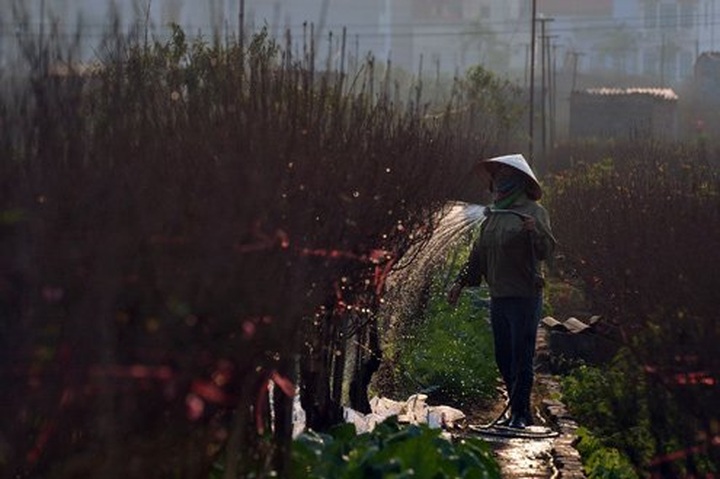 Nhat Tan apricot village prepares for Tet holiday - 1 Nhat Tan apricot village prepares for Tet holiday - 1