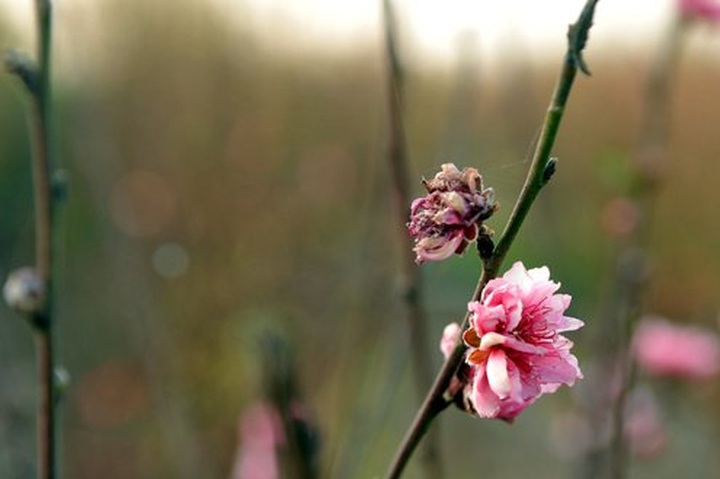 Nhat Tan apricot village prepares for Tet holiday - 5 Nhat Tan apricot village prepares for Tet holiday - 5