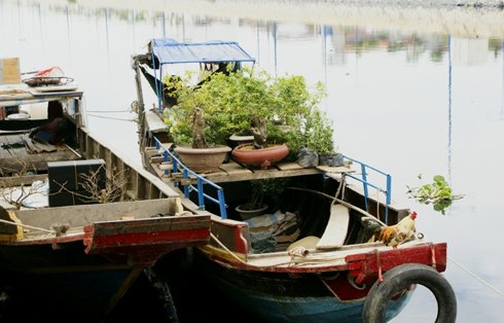 Tet flower market in Saigon - 1