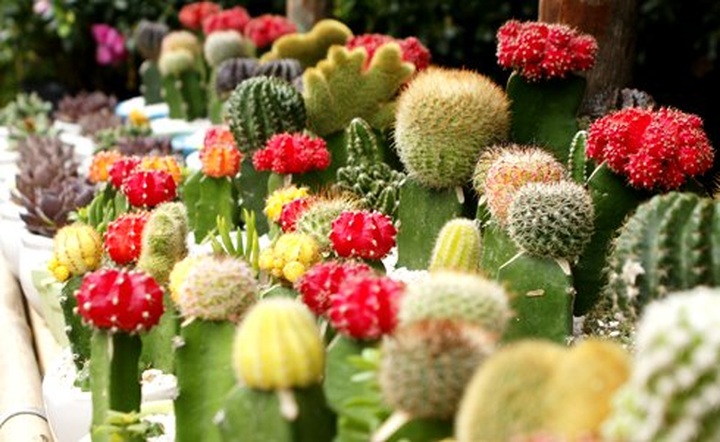 Tet flower market in Saigon - 2