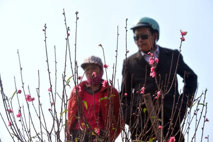 Tet atmosphere covers flower markets in Hanoi, Hue, Danang - 3