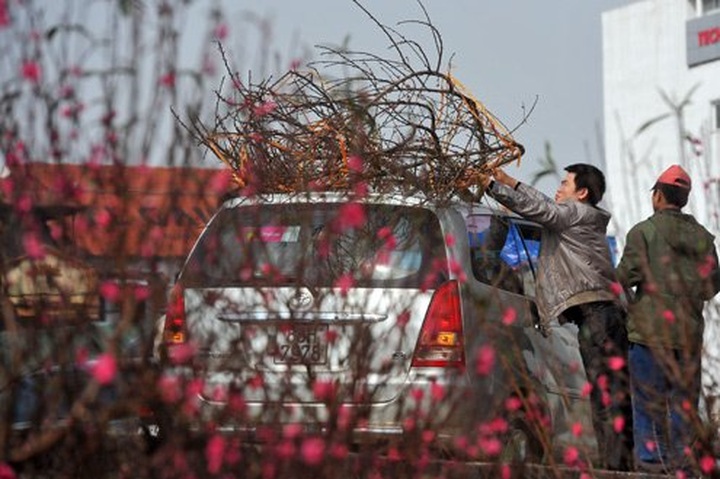 Tet atmosphere covers flower markets in Hanoi, Hue, Danang - 4