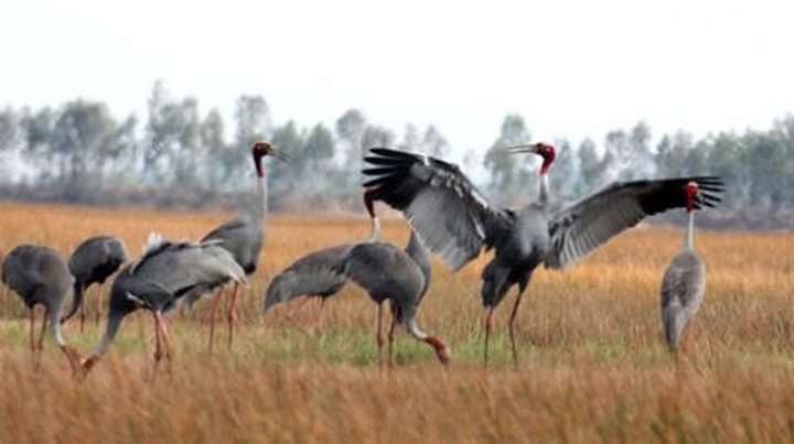 Tram Chim Park to be recognised as Ramsar site - 1