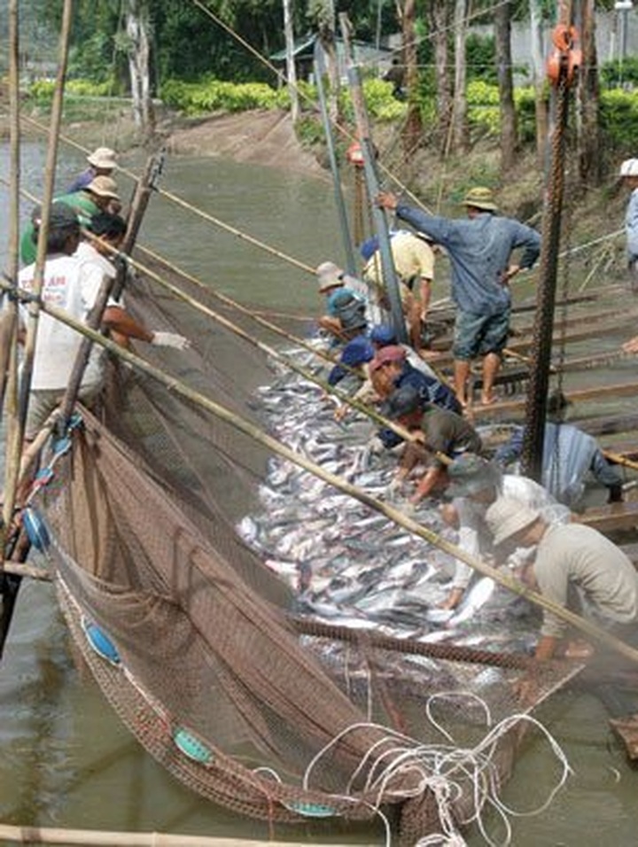 Vietnam still remains puzzled with seafood antibiotic residue control - 1 Vietnam still remains puzzled with seafood antibiotic residue control - 1