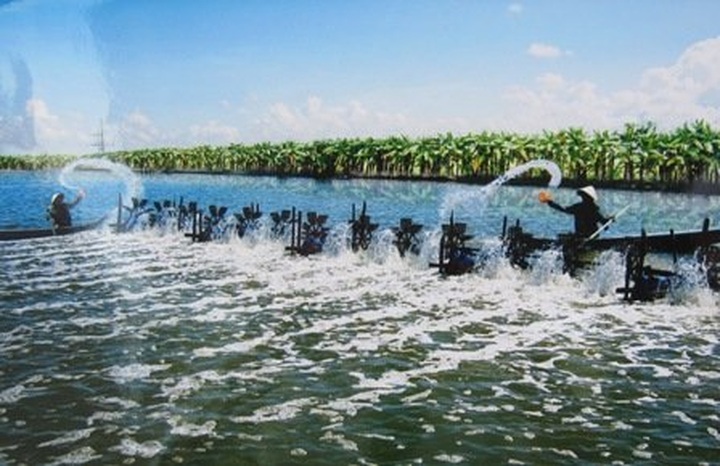 Mekong Delta’s vitality in pictures - 3