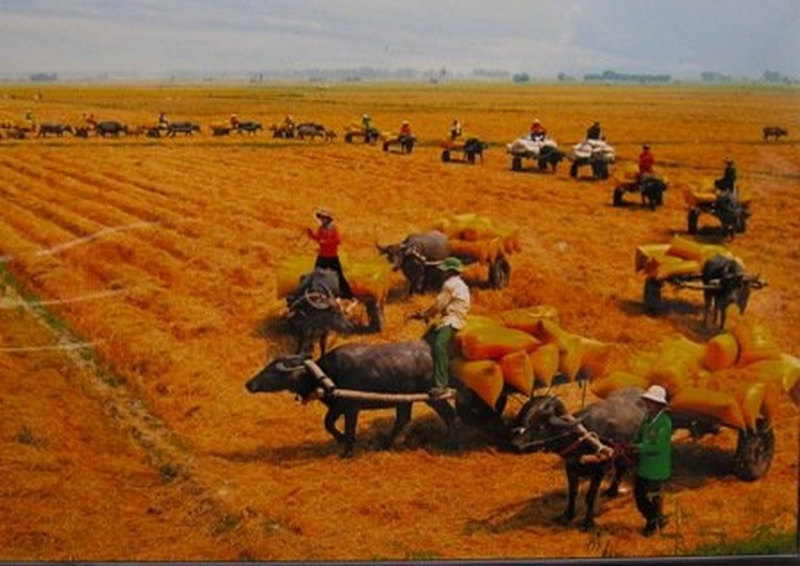 Mekong Delta’s vitality in pictures - 5