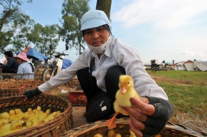 A rural market amid Hanoi - 12 A rural market amid Hanoi - 12