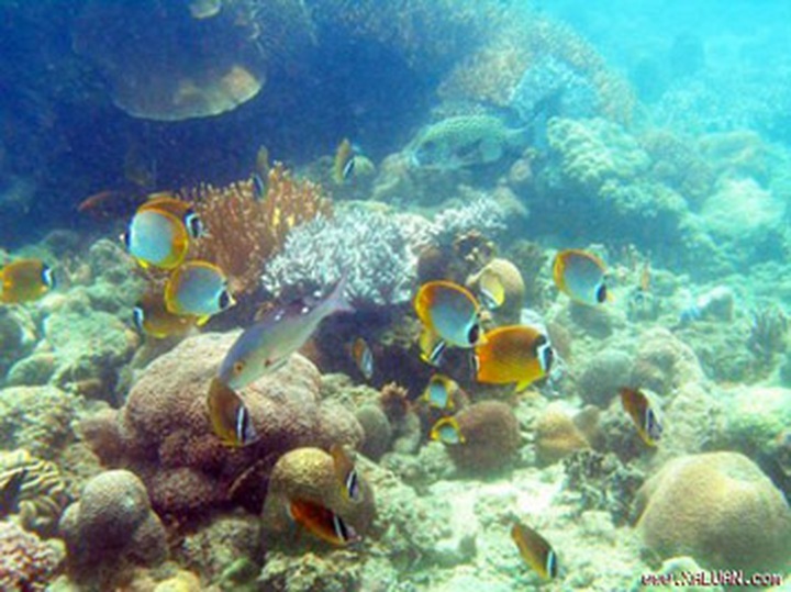 Scientists successfully revitalizes, cultivates hard corals - 1