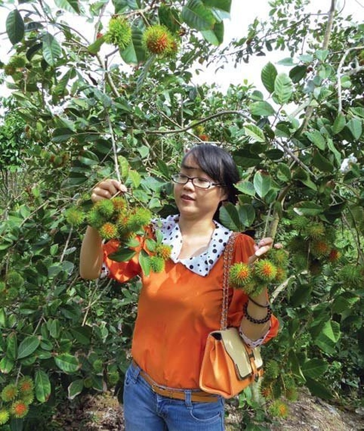 Exuberant orchards in Mekong Delta - 2 Exuberant orchards in Mekong Delta - 2