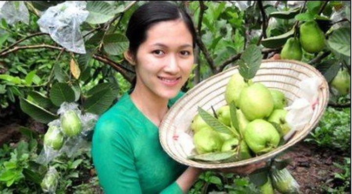 Exuberant orchards in Mekong Delta - 3 Exuberant orchards in Mekong Delta - 3