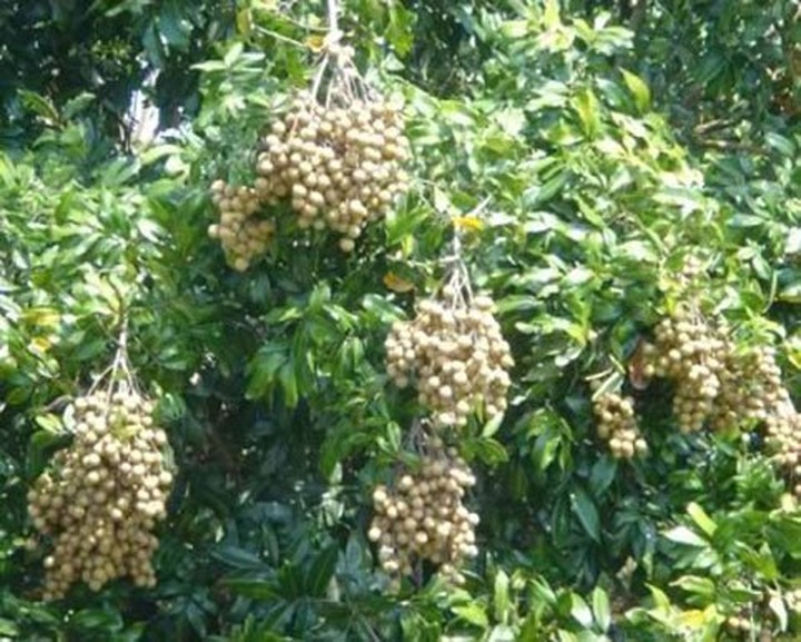 Exuberant orchards in Mekong Delta - 4 Exuberant orchards in Mekong Delta - 4