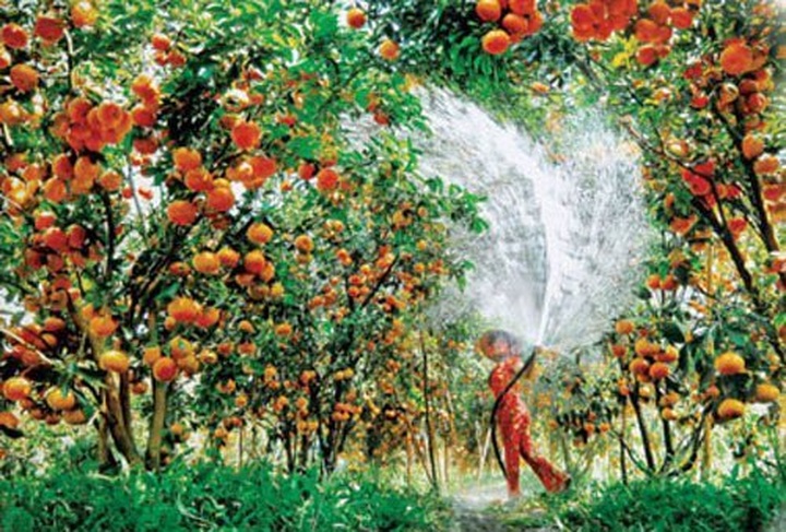 Exuberant orchards in Mekong Delta - 5 Exuberant orchards in Mekong Delta - 5