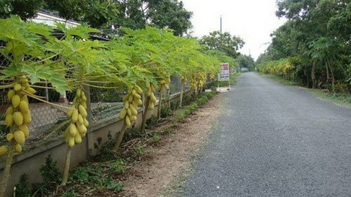Exuberant orchards in Mekong Delta - 14 Exuberant orchards in Mekong Delta - 14