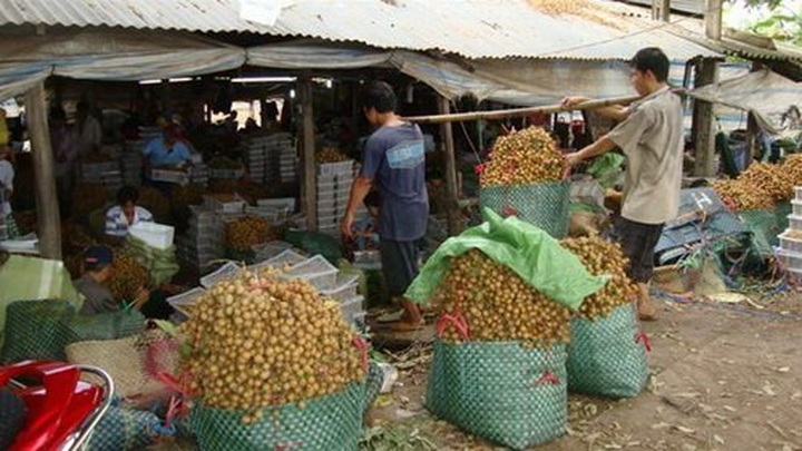 Exuberant orchards in Mekong Delta - 15 Exuberant orchards in Mekong Delta - 15