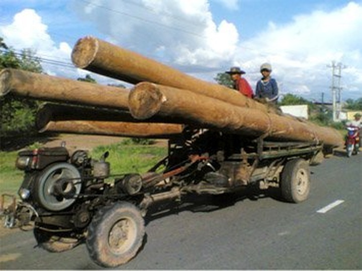 Special-use forests in Vietnam in the danger - 1