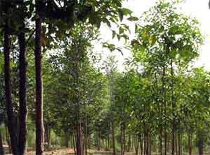 Forest areas sharply narrowed down - 1