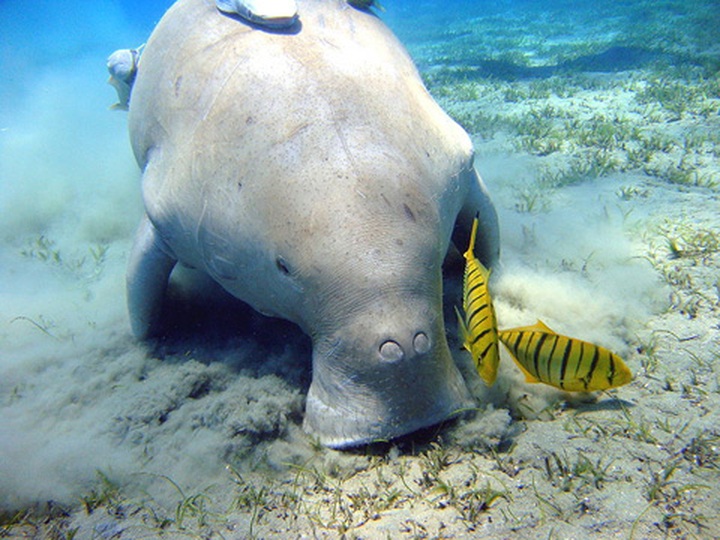 Illegal trade of dugongs uncovered - 1