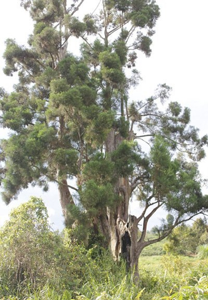 Dak Lak: Rushing to hunt discoloring wood - 2