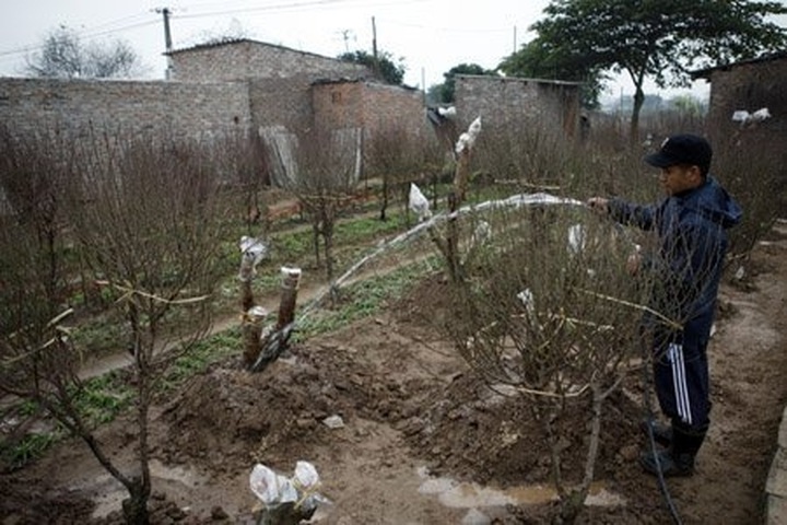 Gardener grafts peach trees for Tet - 11 Gardener grafts peach trees for Tet - 11