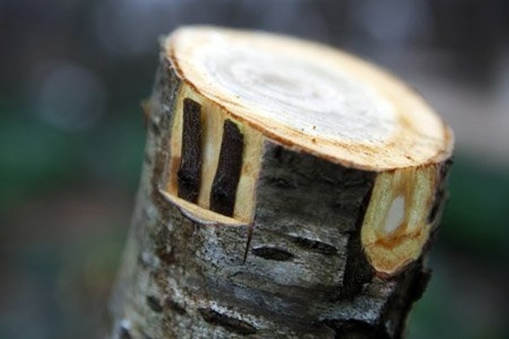 Gardener grafts peach trees for Tet - 6 Gardener grafts peach trees for Tet - 6