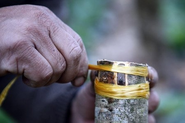 Gardener grafts peach trees for Tet - 7 Gardener grafts peach trees for Tet - 7