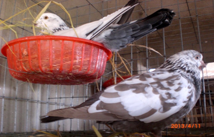 Man finds fortune in feathers - 3 Man finds fortune in feathers - 3