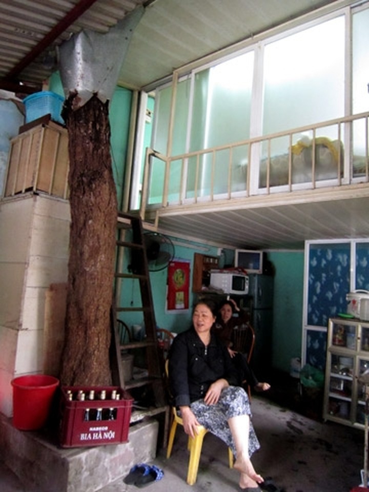 Overcrowded Hanoi maintains trees - 6